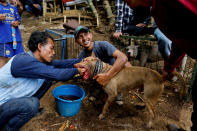 <p>A dog-handler cleans blood from his dog which bit a boar in a fight during a contest, known locally as ‘adu bagong’ (boar fighting), in Cikawao village of Majalaya, West Java province, Indonesia, Sept. 24, 2017. (Photo: Beawiharta/Reuters) </p>