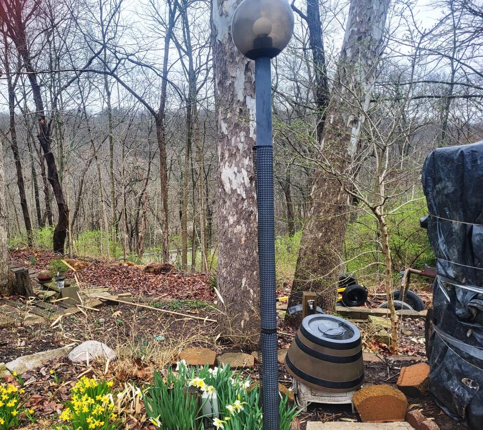 A mélange of garden materials and cheery daffodils foreground a steep hillside where hügel methods were introduced 20 years ago.