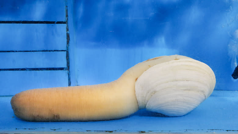 geoduck in aquarium