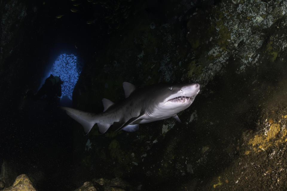 A shark swims near a rocky underwater cave, with a diver barely visible in the background