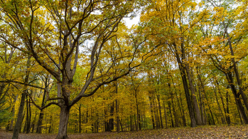 Illinois forest