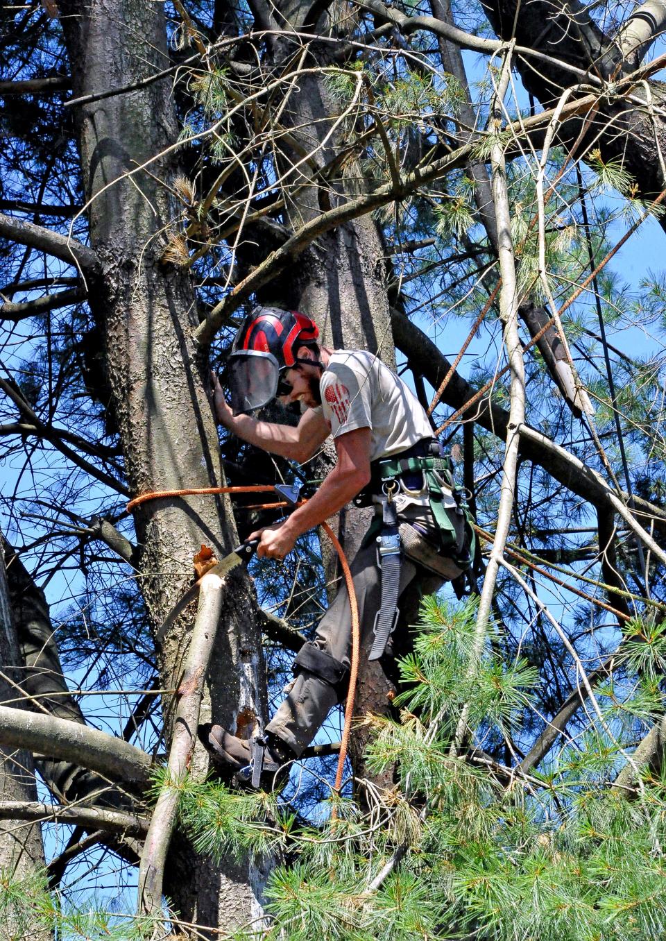 Rogue Tree Service employee Andrew Boswell prepares a pine tree for dropping.