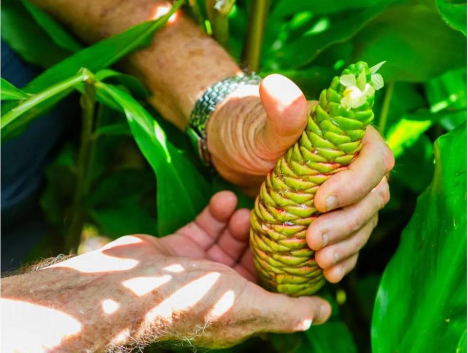 Roger squeezes out the water from a ginger plant that he has been growing on his property. The water has a pleasant aroma. Many of his plants are used in popular spices with some even used for colognes and perfumes.