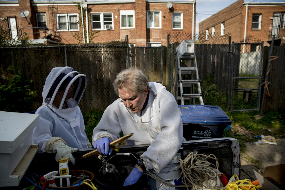 Beekeepers Sean Kennedy, right, and Erin Gleeson, left, pack up as they finish removing a swarm of honeybees from a fence line in a neighborhood in Anacostia, Monday, April 20, 2020, in Washington. The District of Columbia has declared beekeepers as essential workers during the coronavirus outbreak. If the swarm isn’t collected by a beekeeper, the new hive can come to settle in residential backyards, attics, crawlspaces, or other potentially ruinous areas, creating a stinging, scary nuisance. (AP Photo/Andrew Harnik)