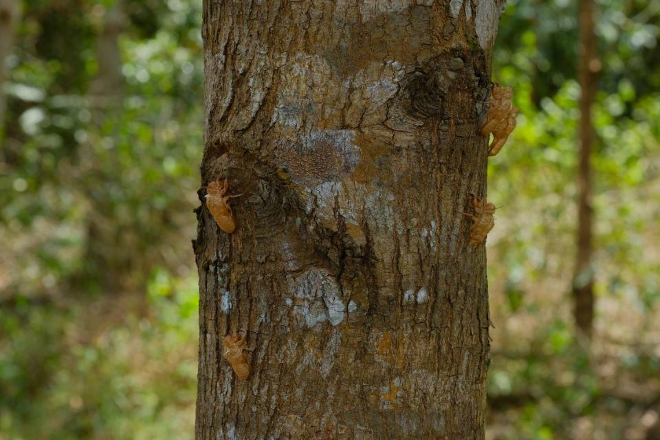 periodical cicadas double brood