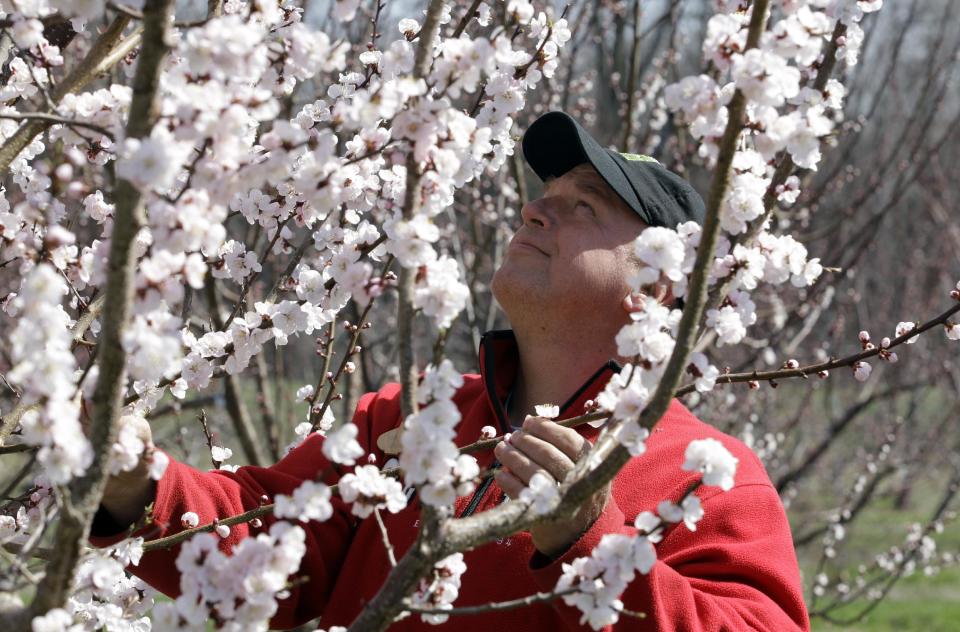 Tom Szulist, co-owner of Singer Farms Naturals, looks over an apricot tree in full bloom on the farm in Appleton, N.Y., Monday, March 26, 2012. Cold air overnight threatens to freeze plants that have budded or blossomed early amid record-setting warmth. (AP Photo/David Duprey)