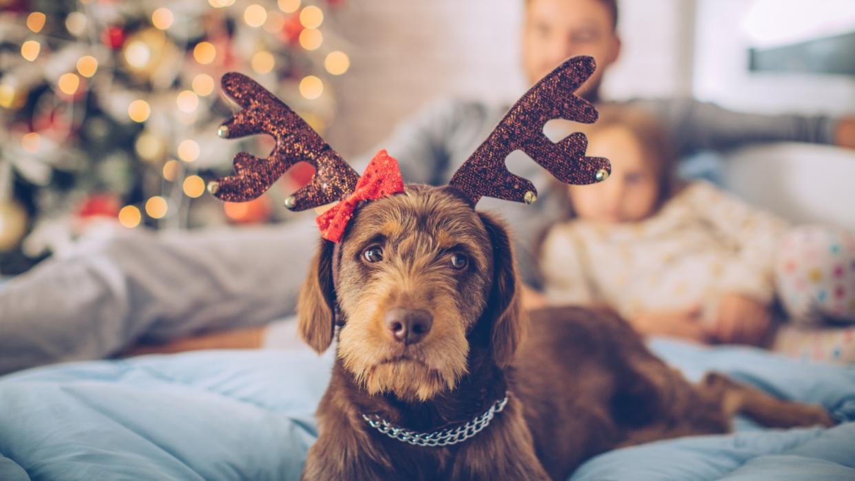  Dog lying on couch wearing reindeer antlers looking nervous with man and child behind. 