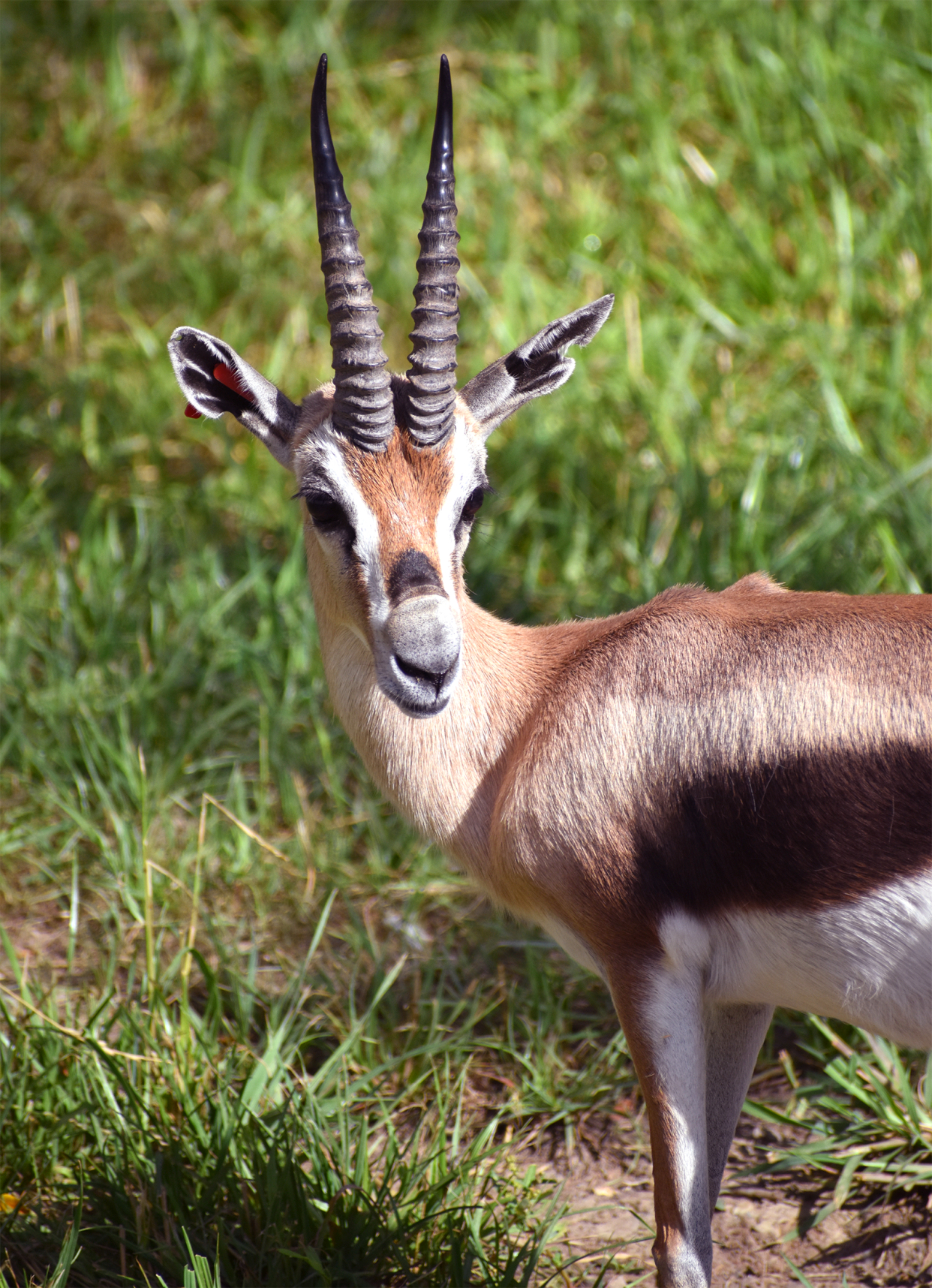A Speke's gazelle at the Akron Zoo has died.