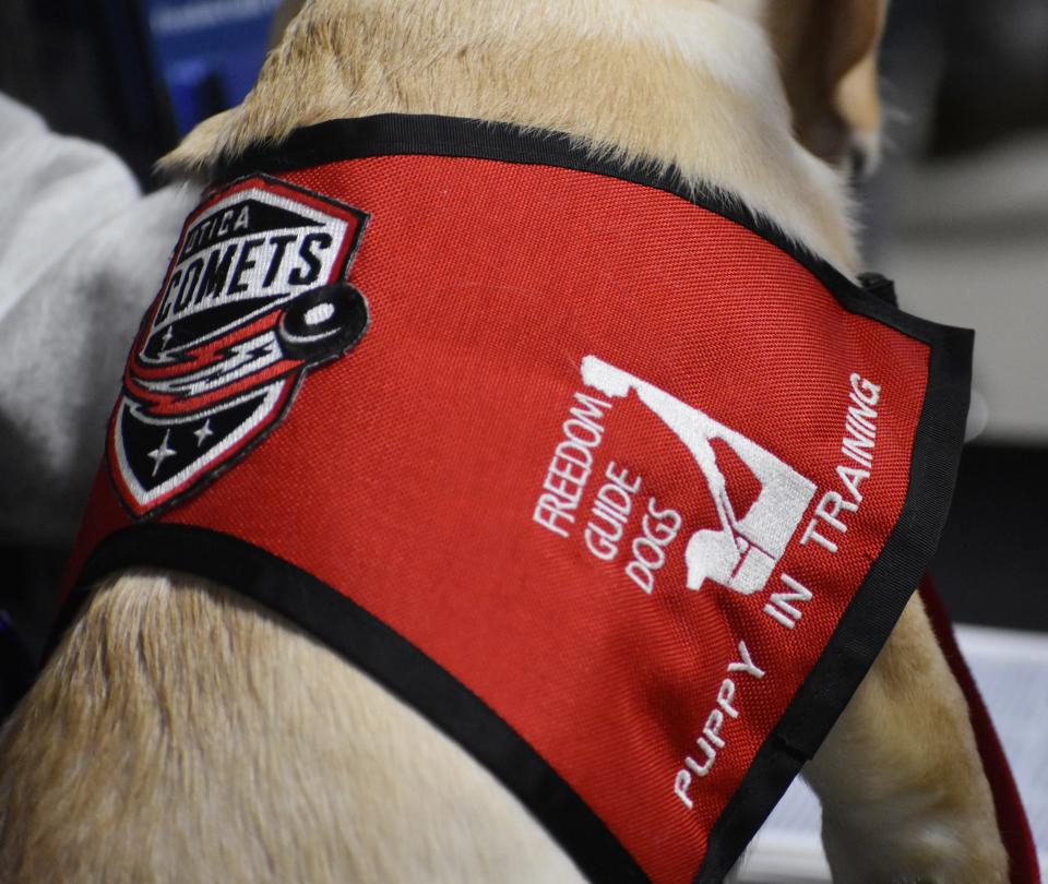 Comet, who is training to be a guide dog for a visually impaired or blind person, wears a vest while at a recent Utica Comets game.