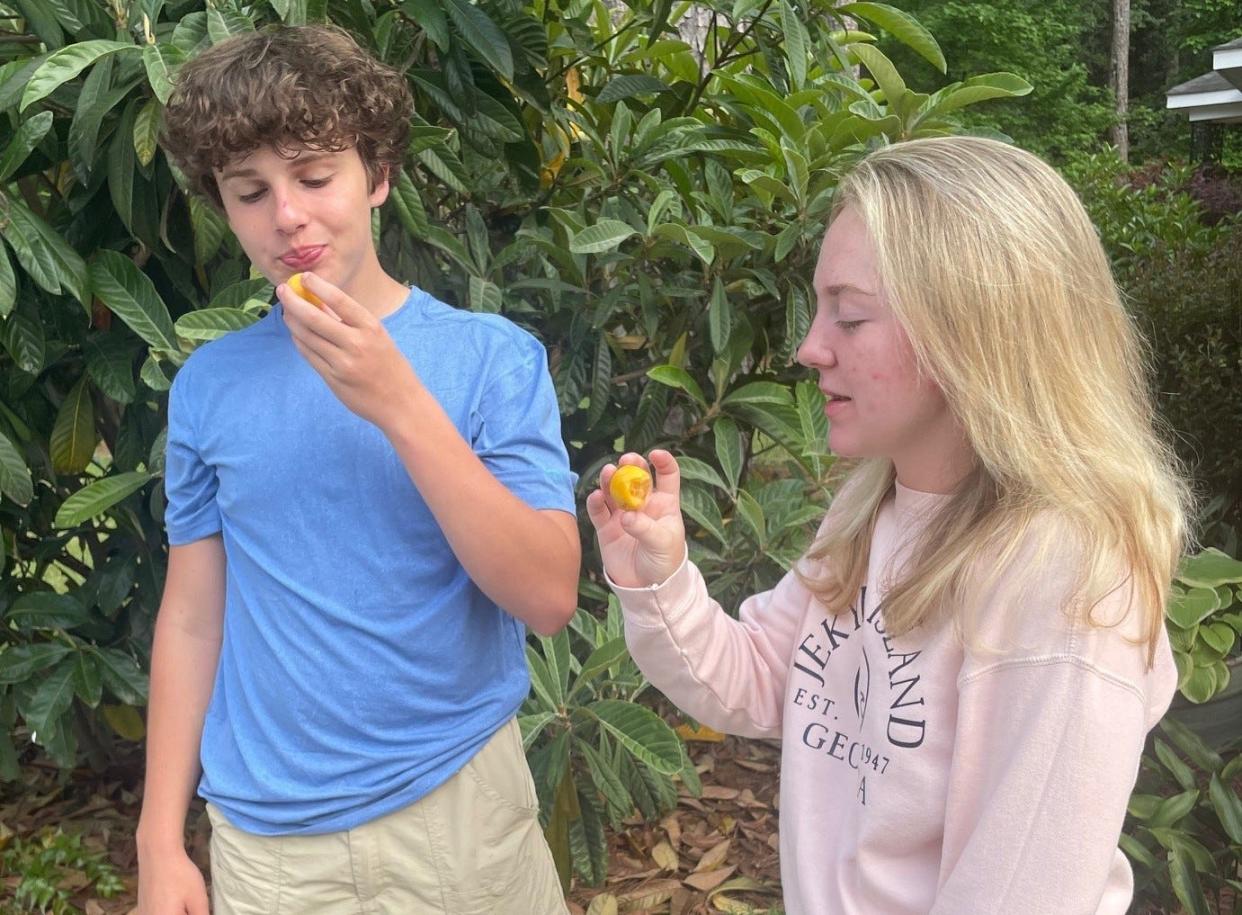 Win Vaughn and Kaitlyn Henson try the berries on a loquat tree Georgia.