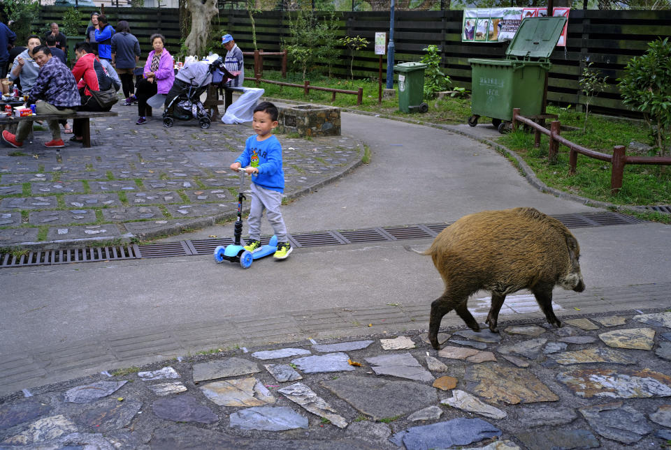 In this Jan. 13, 2019, photo, a wild boar scavenges for food while local residents watch at a Country Park in Hong Kong. Like many Asian communities, Hong Kong ushers in the astrological year of the pig. That’s also good timing to discuss the financial center’s contested relationship with its wild boar population. A growing population and encroaching urbanization have brought humans and wild pigs into increasing proximity, with the boars making frequent appearances on roadways, housing developments and even shopping centers. (AP Photo/Vincent Yu)