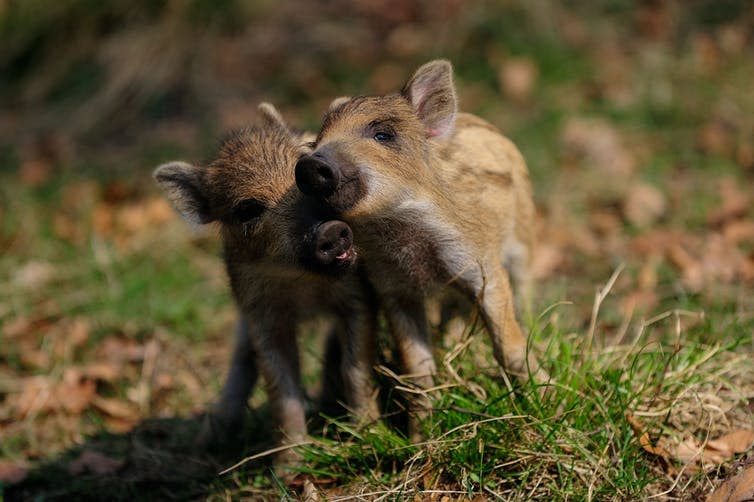 <span class="caption">The joy of spring.</span> <span class="attribution"><a class="link " href="https://www.shutterstock.com/image-photo/wild-boar-piglets-playing-fight-forest-1166263054" rel="nofollow noopener" target="_blank" data-ylk="slk:MM.Wildlifephotos/Shutterstock;elm:context_link;itc:0;sec:content-canvas">MM.Wildlifephotos/Shutterstock</a></span>