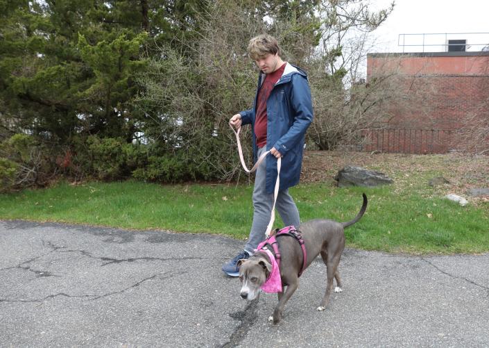 Thomas McHale, 23, from Pleasantville, walks Sadie during his animal care class at Putnam/Northern Westchester BOCES in Yorktown on Thursday, April 7, 2022.