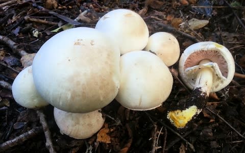 Yellow stainer mushrooms - Credit: John Wright