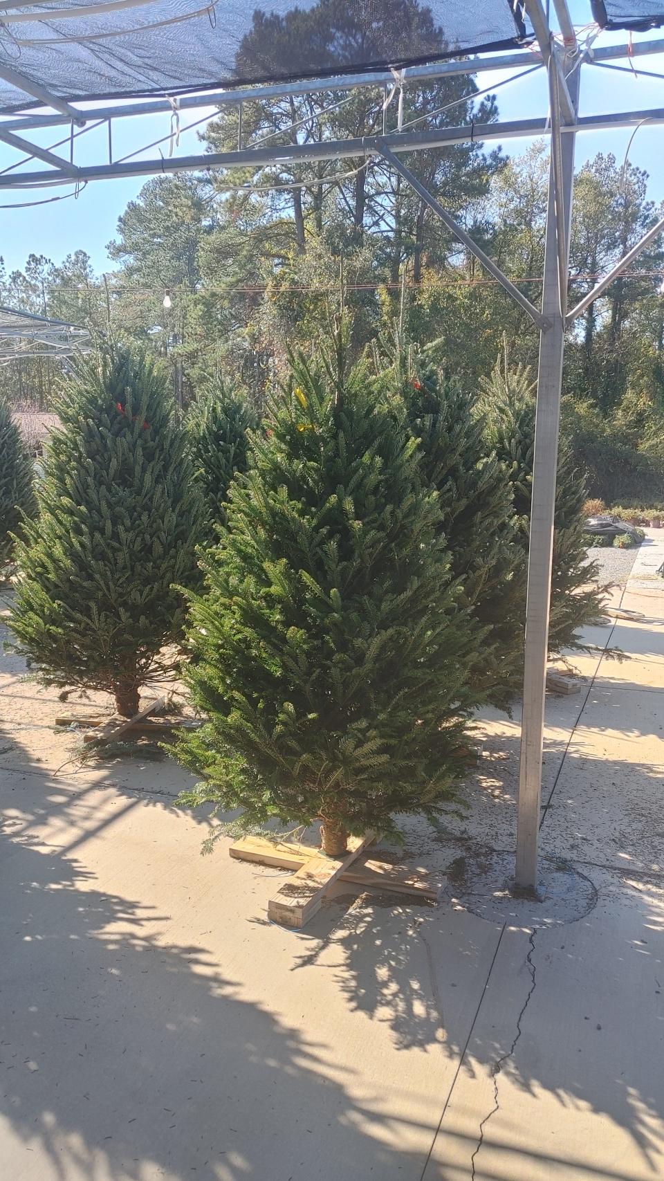 Christmas trees available at Pate's Farm Market at 6411 Raeford Rd in Fayetteville.