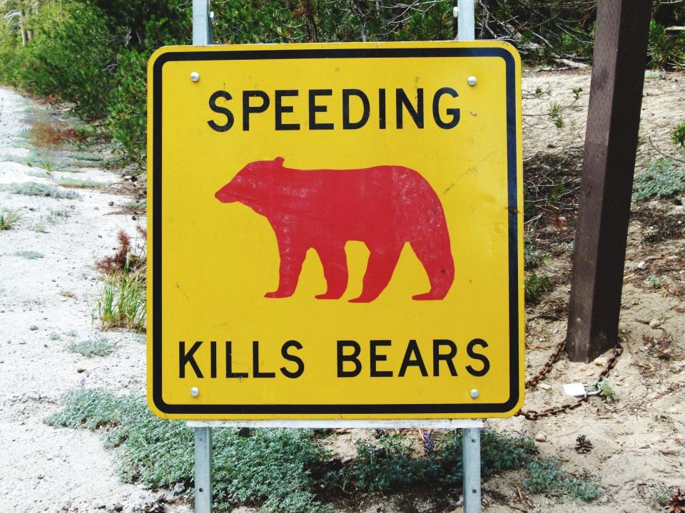 Speed limit sign With bear print on roadside
