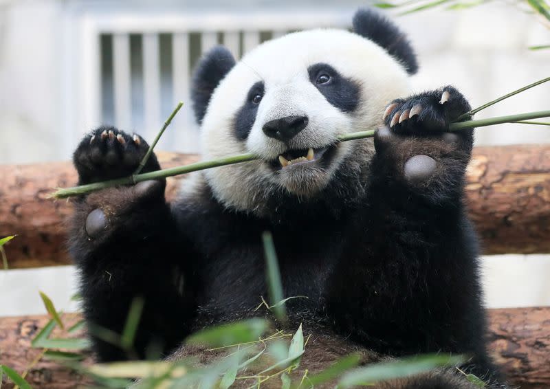 FILE PHOTO: A giant panda eats bamboo at a zoo in Moscow
