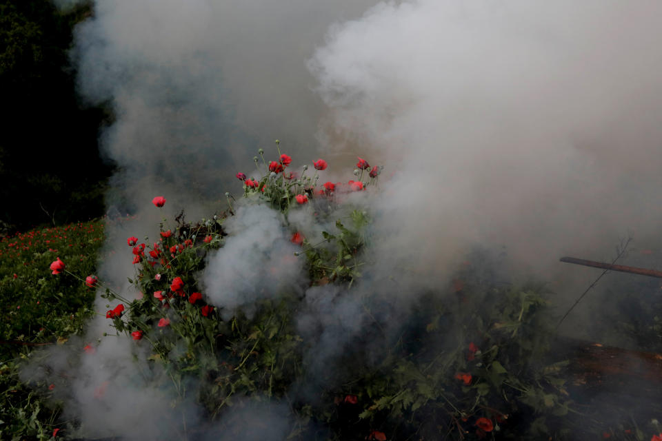 Soldiers burn an illegal opium plantation near Pueblo Viejo