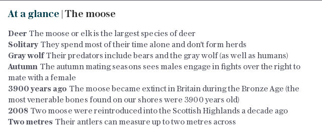 At a glance | The moose