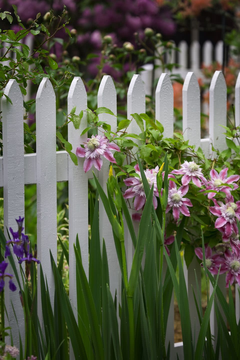 white picket best fence ideas