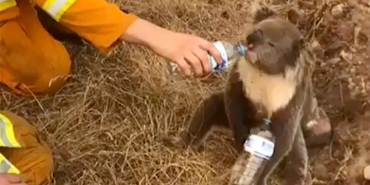 In this image made from video taken on Dec. 22, 2019, and provided by Oakbank Balhannah CFS, a koala drinks water from a bottle given by a firefighter in Cudlee Creek, South Australia.