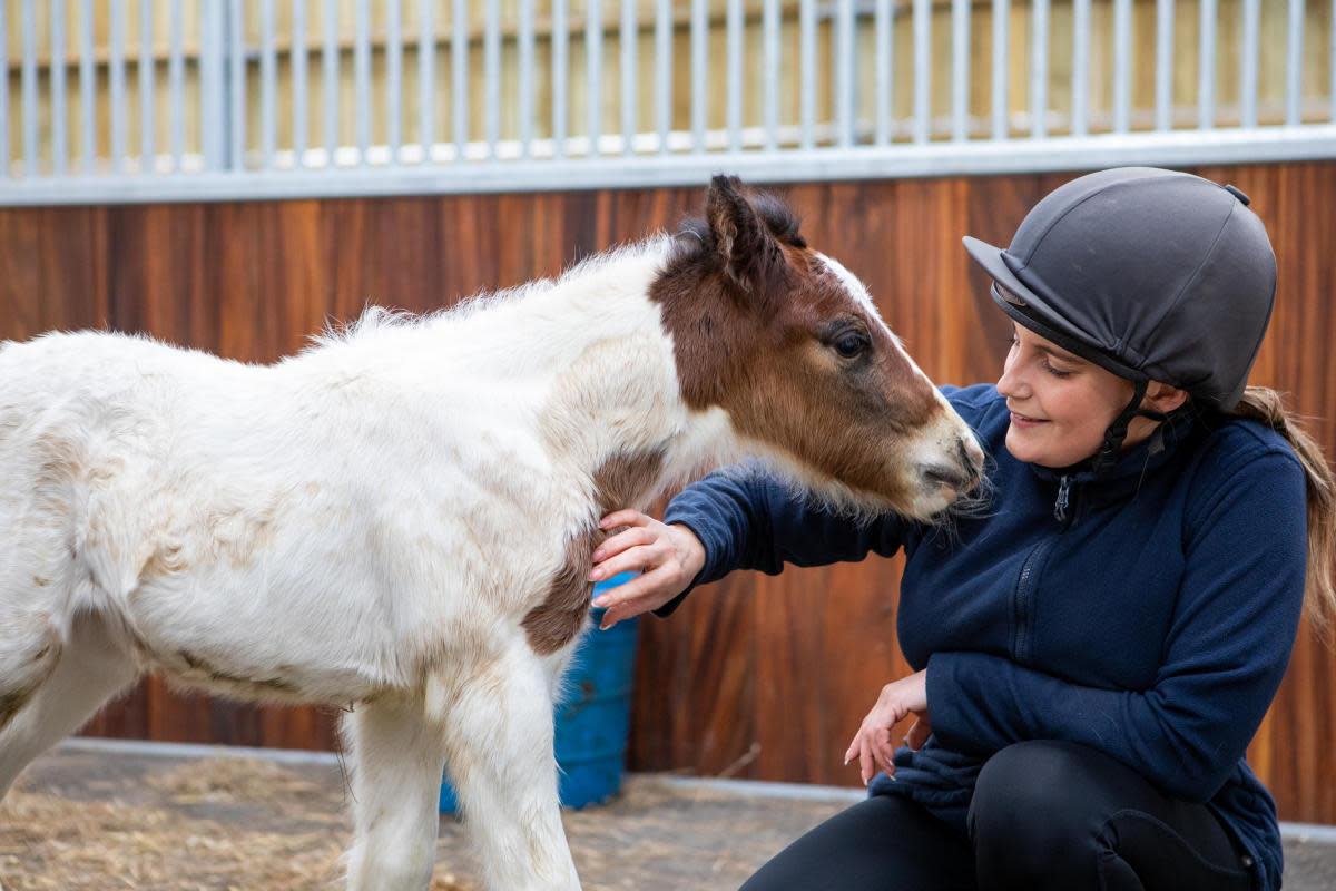 World Horse Welfare has announced the birth of the first foal from a group of 'smuggled' horses <i>(Image: World Horse Welfare)</i>