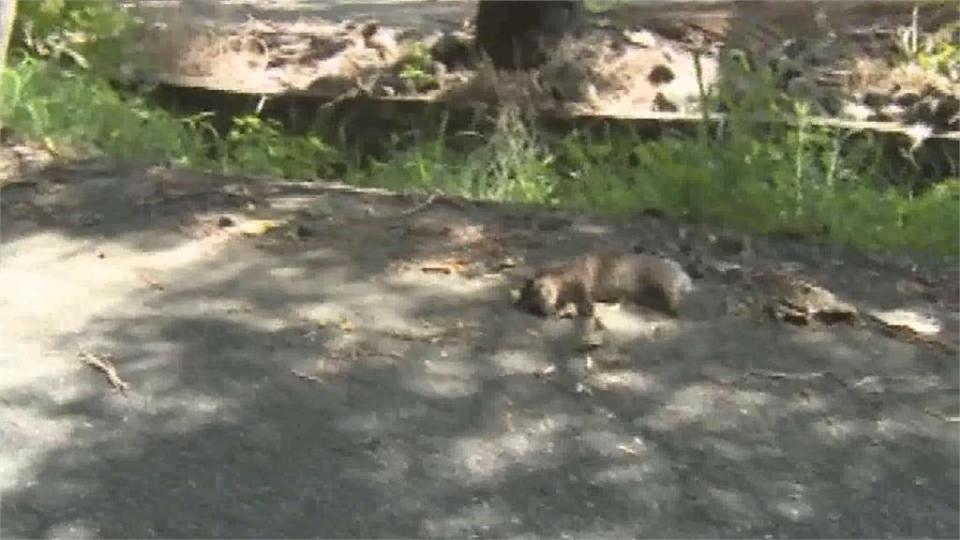 首例野生黃喉貂「狂犬病」不治　台東縣府免費幫寵物疫苗