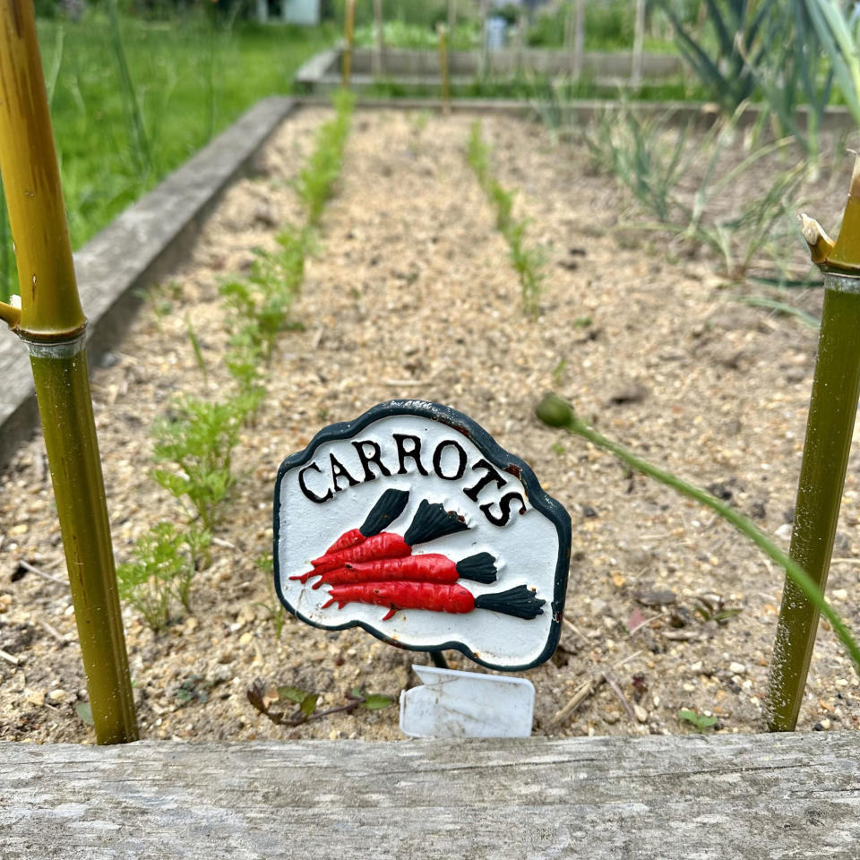 Carrot metal sign in a veg patch