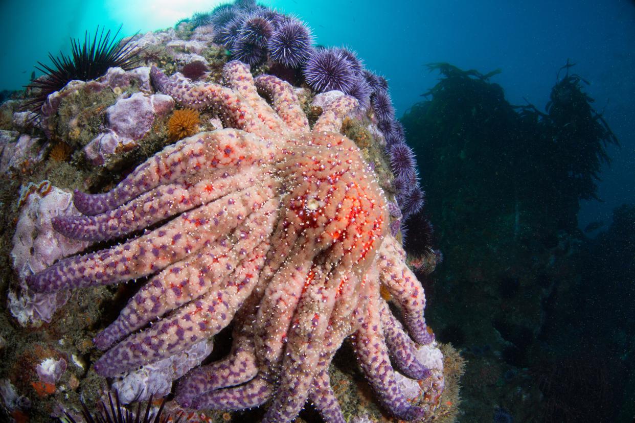 A giant sunflower star (Pycnopodia helianthoides) walks across the reef underwater in Point Dume State Beach, California.