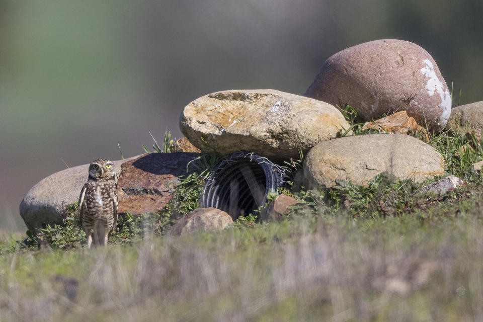 In this photo provided by the San Diego Zoo Wildlife Alliance, a western burrowing owl stands outside its artificial burrow at the Rancho Jamul Ecological Reserve in San Diego County in 2020. (Ken Bohn/San Diego Zoo Wildlife Alliance via AP)