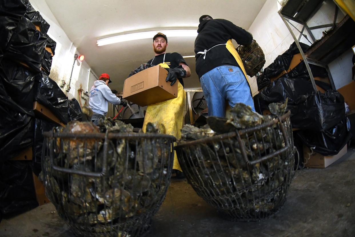 Corbin Cook takes a cleaned bushel of oysters out to a customer as Seth Tyndall and Sammy Flowers II wash off more Friday Dec. 15, 2023 at Eagle Island Fruit and Seafood fish market in Wilmington, Shellfish, both harvested in the wild and cultivated in farms, is a key fishery for local watermen. N.C. KEN BLEVINS/STARNEWS