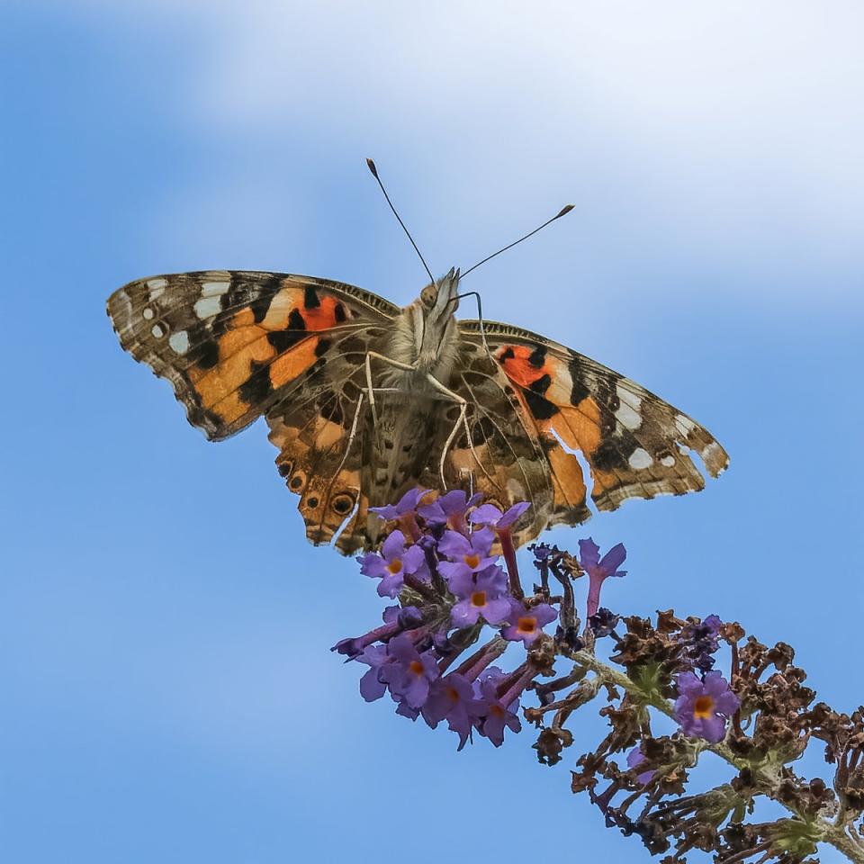 A painted lady in flight (Andrew Fusek Peters/SWNS)