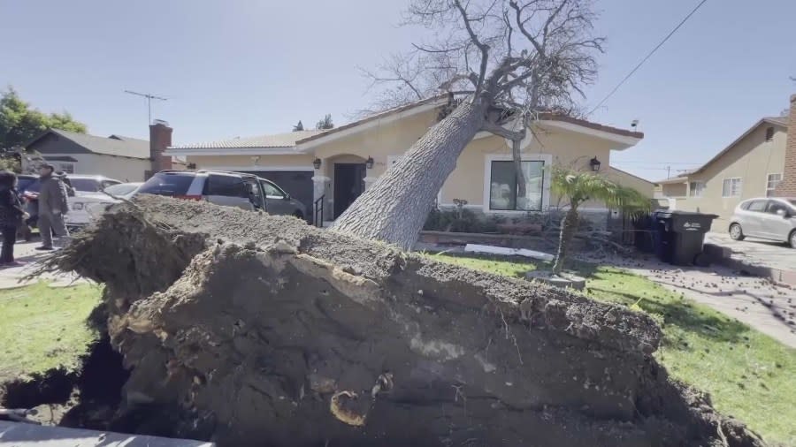 A tree came down onto a home after roaring winds swept through parts of Southern California. Crews assessed the damage on March 15, 2024. (KTLA)