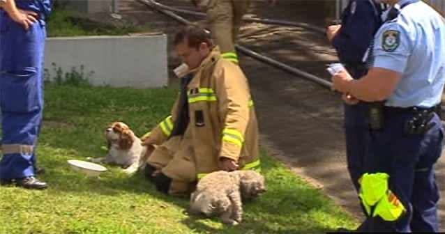 Two dogs have been saved from a house fire by firefighters. Photo: 7News