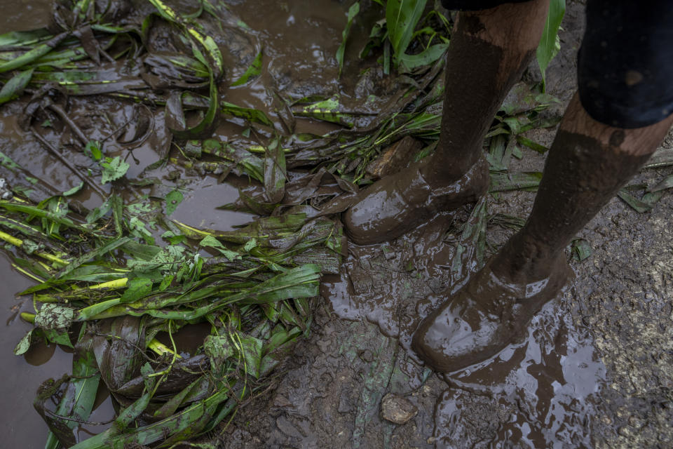 FILE - Aslam Phamda, a Kashmiri villager, inspect the damage to his crop caused by flash floods after a cloudburst on the outskirts of Srinagar, Indian controlled Kashmir, Saturday, July 22, 2023.Such intense rainfall events, especially when more than 10 centimeters (3.94 inches) of rainfall occurs within a 10 square kilometers (3.86 square miles) region within an hour are called cloudbursts and have potential to wreak havoc, causing intense flooding and landslides that affect thousands in mountain regions. (AP Photo/Dar Yasin, File)