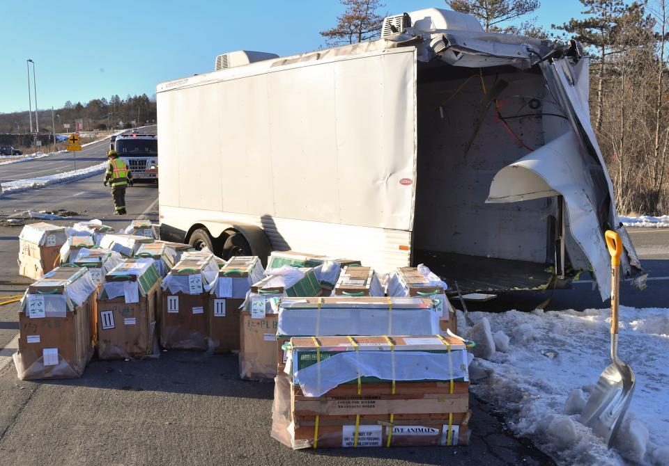 Crates holding live monkeys are collected next to the trailer they were being transported in along state Route 54 at the intersection with Interstate 80 near Danville, Pa., Friday, Jan. 21, 2022, after a pickup pulling the trailer carrying the monkeys was hit by a dump truck.