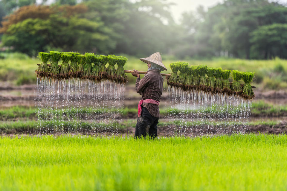 Cambodia rice blockchain
