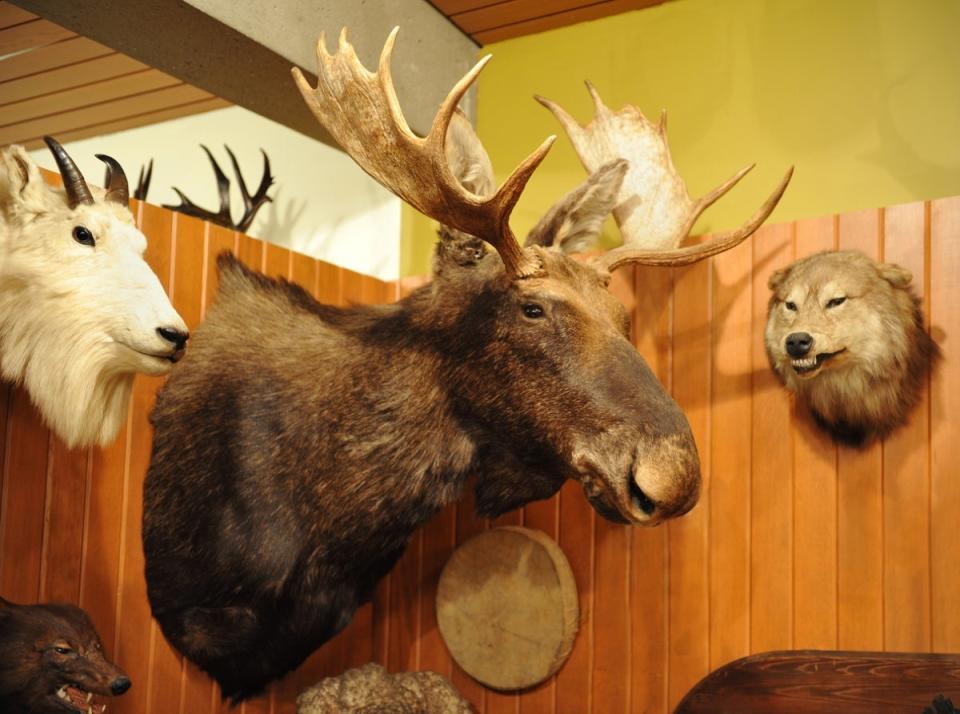 Texidermied moose and other animal heads on a wood paneled wall