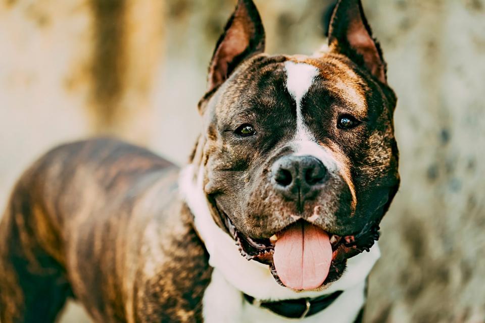 brown and white american stafford terrier loooking at the camera with his tongue out