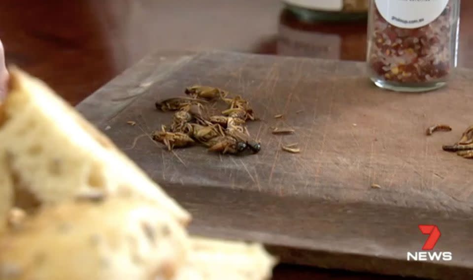 Bugs, rich in protein, are the new superfood. Source: 7 News