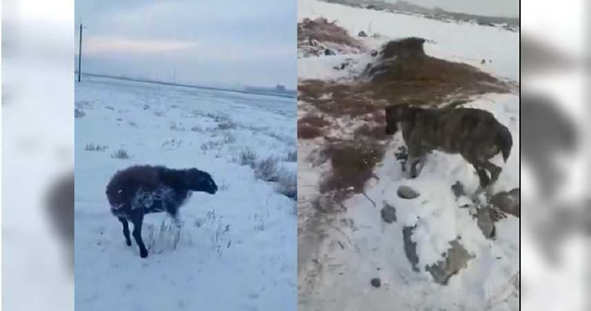 哈薩克日前溫度低至零下51度，讓路上行走中的野生動物瞬間遭冰封。（圖／翻攝自rupin1992 Twitter）