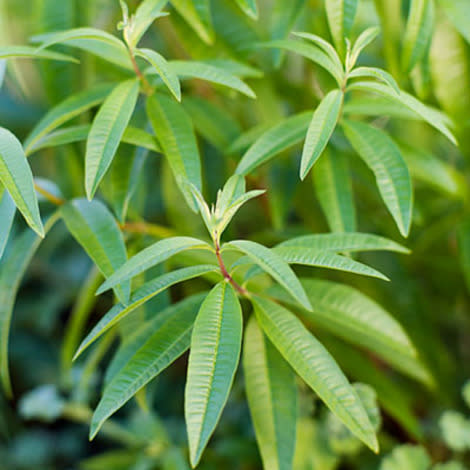 Lemon verbena