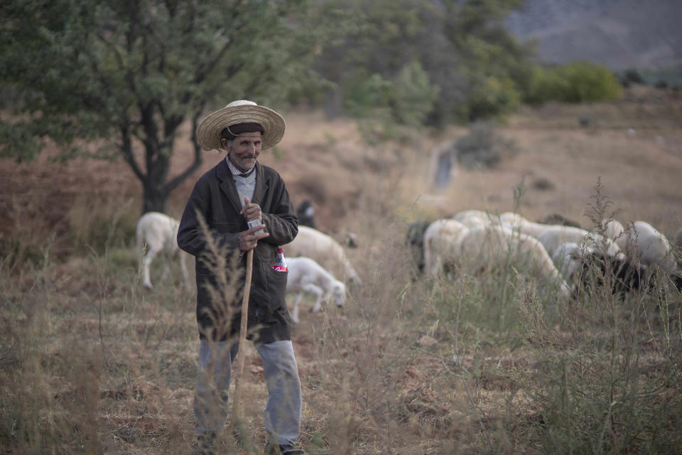 Hassan Ait Hamoui, a 72 year old shepherd who was displaced by the earthquake tends to his sheep on the outskirts of his village of Anerni, near Marrakech, Morocco, Friday, Oct. 6, 2023. Morocco has pledged to rebuild from a September earthquake in line with its architectural heritage. Villagers and architects agree that earthquake-safe construction is a top priority. That’s created a push for modern building materials. But the government says it wants to rebuild in line with Morocco’s cultural and architectural heritage. (AP Photo/Mosa'ab Elshamy)