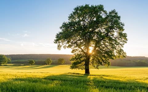 Tree Britain - Credit: Getty