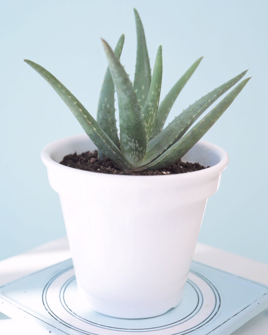 aloe plant in white pot