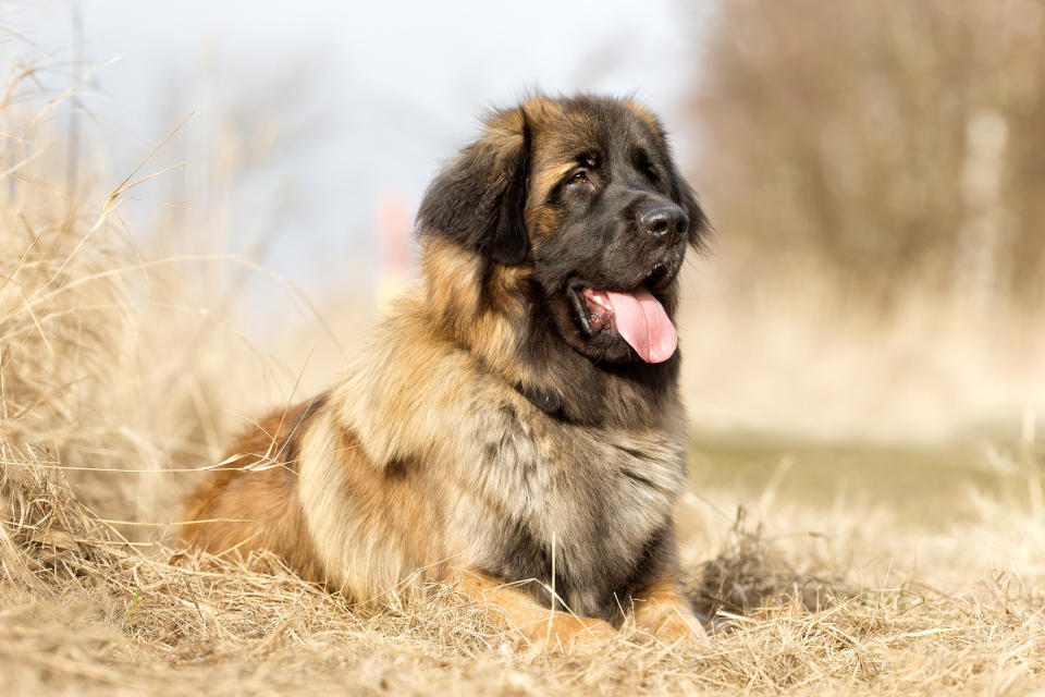 Leonberger