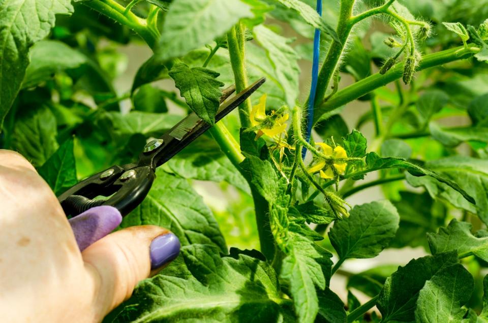 Pruning tomato plants, removing stems.