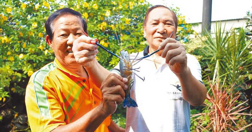 屏東潮州鎮公所將於8月22日復辦「賽神蝦」，盼藉此振興泰國蝦養殖產業。（圖／中國時報謝佳潾攝）