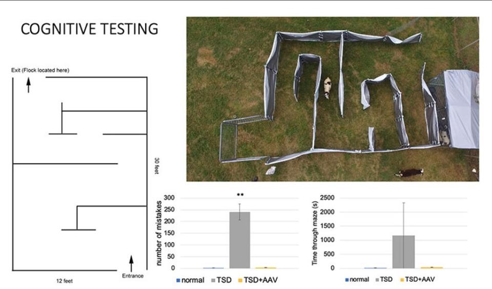 An experiment performed on sheep with Tay-Sachs disease (Heather Gray-Edwards/University of Massachusetts Chan Medical School)