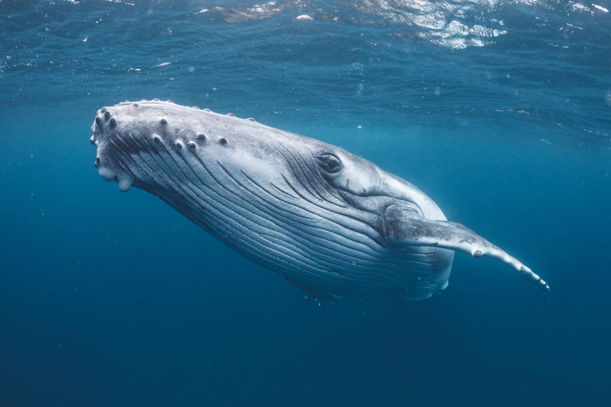 L’Islande est un des deniers pays à autoriser la chasse à la baleine. Photo d’illustration